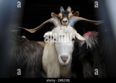 Les chèvres de montagne met en vente pour le Dashain, le plus grand festival religieux des Hindous au Népal vendredi, 12 octobre 2018 au marché de l'élevage, Katmandou, Népal. (Photo de Narayan Maharajan/NurPhoto) Banque D'Images