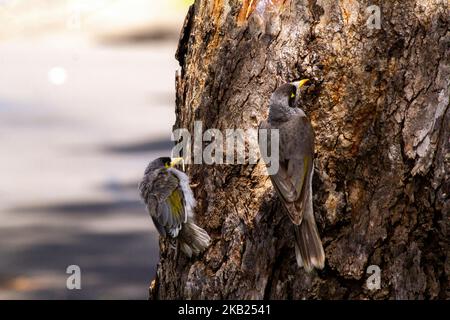 Un mineur australien bruyant adulte (Manorina melanocephala) avec un oiseau juvénile perçant sur un arbre à Sydney, Nouvelle-Galles du Sud, Australie (photo de Tara Chand Malhot Banque D'Images