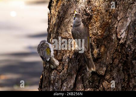 Un mineur australien bruyant adulte (Manorina melanocephala) avec un oiseau juvénile perçant sur un arbre à Sydney, Nouvelle-Galles du Sud, Australie (photo de Tara Chand Malhot Banque D'Images