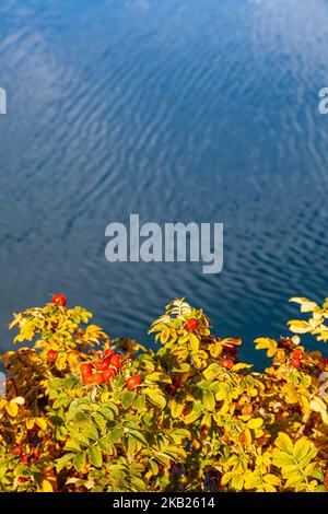 Couleurs d'automne contre l'eau ondulée à Sidney Colombie-Britannique Canada Banque D'Images