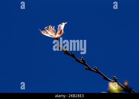 Gros plan de l'Orchid Tree (Bauhinia Variegata Purpurea) à Sydney, Nouvelle-Galles du Sud, Australie (photo de Tara Chand Malhotra) Banque D'Images