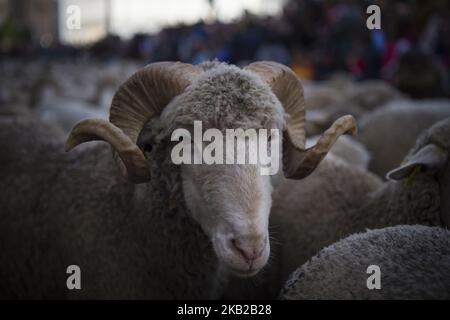 Un bélier pendant la marche réalisée par les moutons à travers le centre de Madrid. Les bergers ont guidé des moutons dans les rues de Madrid pendant le festival de transhumance, qui est « une façon ancestrale de profiter des ressources naturelles favorisant le bien-être des animaux des chalets et de rechercher les régions avec les meilleurs pâturages de chaque saison ». Madrid 21 octobre 2018 à Madrid, Espagne. (Photo de Patricio Realpe/ChakanaNews/PRESSOUTH/NurPhoto) Banque D'Images