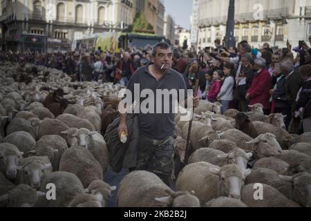 Un berger guide le troupeau de moutons pendant la marche effectuée par les moutons à travers le centre de Madrid. Les bergers ont guidé des moutons dans les rues de Madrid pendant le festival de transhumance, qui est « une façon ancestrale de profiter des ressources naturelles favorisant le bien-être des animaux des chalets et de rechercher les régions avec les meilleurs pâturages de chaque saison ». Madrid 21 octobre 2018 à Madrid, Espagne. (Photo de Patricio Realpe/ChakanaNews/PRESSOUTH/NurPhoto) Banque D'Images