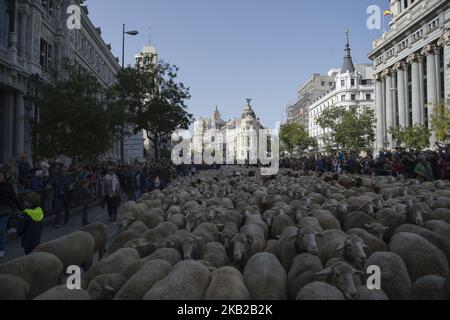 Un troupeau de moutons guidé par des bergers au cours de la marche effectuée par les brebis à travers le centre de Madrid. Les bergers ont guidé des moutons dans les rues de Madrid pendant le festival de transhumance, qui est « une façon ancestrale de profiter des ressources naturelles favorisant le bien-être des animaux des chalets et de rechercher les régions avec les meilleurs pâturages de chaque saison ». Madrid 21 octobre 2018 à Madrid, Espagne. (Photo de Patricio Realpe/ChakanaNews/PRESSOUTH/NurPhoto) Banque D'Images