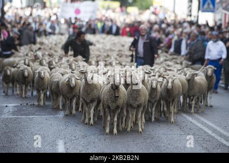 Un troupeau de moutons guidé par des bergers au cours de la marche effectuée par les brebis à travers le centre de Madrid. Les bergers ont guidé des moutons dans les rues de Madrid pendant le festival de transhumance, qui est « une façon ancestrale de profiter des ressources naturelles favorisant le bien-être des animaux des chalets et de rechercher les régions avec les meilleurs pâturages de chaque saison ». Madrid 21 octobre 2018 à Madrid, Espagne. (Photo de Patricio Realpe/ChakanaNews/PRESSOUTH/NurPhoto) Banque D'Images