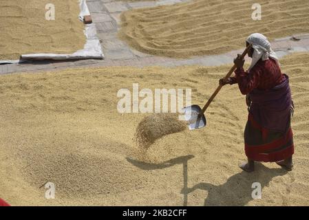 Un fermier népalais récolte des grains de riz sous la lumière du soleil en utilisant une méthode traditionnelle à Bhaktapur, Népal mercredi, 24 octobre 2018. L'agriculture reste une activité économique importante pour le pays sans littoral, le blé et le riz étant les principales cultures vivrières. (Photo de Narayan Maharajan/NurPhoto) Banque D'Images