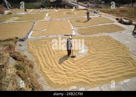 Un fermier népalais récolte des grains de riz sous la lumière du soleil en utilisant une méthode traditionnelle à Bhaktapur, Népal mercredi, 24 octobre 2018. L'agriculture reste une activité économique importante pour le pays sans littoral, le blé et le riz étant les principales cultures vivrières. (Photo de Narayan Maharajan/NurPhoto) Banque D'Images