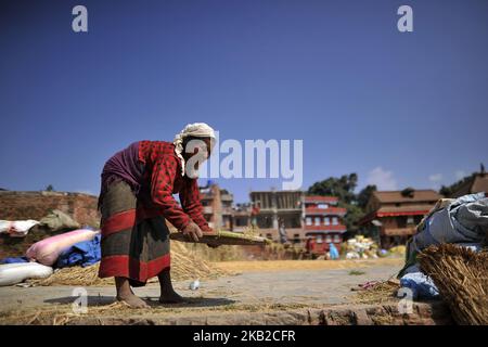Un fermier népalais récolte des grains de riz sous la lumière du soleil en utilisant une méthode traditionnelle à Bhaktapur, Népal mercredi, 24 octobre 2018. L'agriculture reste une activité économique importante pour le pays sans littoral, le blé et le riz étant les principales cultures vivrières. (Photo de Narayan Maharajan/NurPhoto) Banque D'Images