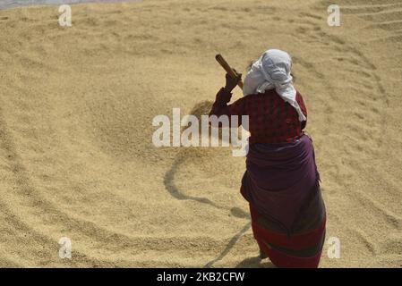 Un fermier népalais récolte des grains de riz sous la lumière du soleil en utilisant une méthode traditionnelle à Bhaktapur, Népal mercredi, 24 octobre 2018. L'agriculture reste une activité économique importante pour le pays sans littoral, le blé et le riz étant les principales cultures vivrières. (Photo de Narayan Maharajan/NurPhoto) Banque D'Images