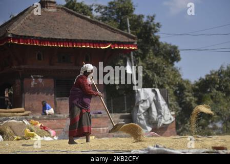 Un fermier népalais récolte des grains de riz sous la lumière du soleil en utilisant une méthode traditionnelle à Bhaktapur, Népal mercredi, 24 octobre 2018. L'agriculture reste une activité économique importante pour le pays sans littoral, le blé et le riz étant les principales cultures vivrières. (Photo de Narayan Maharajan/NurPhoto) Banque D'Images