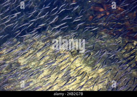 Des milliers de petits poissons nageant dans le lac Simcoe à Jackson point, Ontario, Canada. (Photo de Creative Touch Imaging Ltd./NurPhoto) Banque D'Images