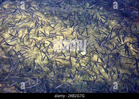 Des milliers de petits poissons nageant dans le lac Simcoe à Jackson point, Ontario, Canada. (Photo de Creative Touch Imaging Ltd./NurPhoto) Banque D'Images