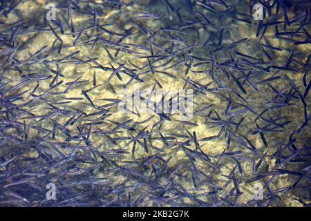 Des milliers de petits poissons nageant dans le lac Simcoe à Jackson point, Ontario, Canada. (Photo de Creative Touch Imaging Ltd./NurPhoto) Banque D'Images