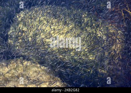 Des milliers de petits poissons nageant dans le lac Simcoe à Jackson point, Ontario, Canada. (Photo de Creative Touch Imaging Ltd./NurPhoto) Banque D'Images