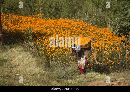 Une femme portant un panier complet de fleurs marigold à vendre dans le marqueur pour le Festival Tihar ou festival de lumières et festival de fleurs à Katmandou, Népal, le dimanche, 04 novembre 2018. Depuis 7yrs elle a utilisé pour vendre des fleurs pour la fête du Tihar Festival. (Photo de Narayan Maharajan/NurPhoto) Banque D'Images