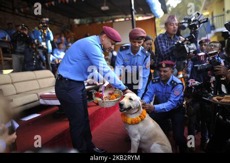 L'inspecteur général de police Sarbendra Khanal offrant des guirlandes de fleurs au chien pendant le Kukur Tihar ou le festival du chien comme la procession des célébrations du Tihar à Maharajgunj, Katmandou, Népal mardi, 06 novembre 2018. Tihar est un festival hindou célébré au Népal pendant 5 jours. Les gens népalais adorent chien, nourrissez de délicieux aliments le deuxième jour de tihar. Le chien est une garde digne de confiance de l'être humain. Tihar marque comme le festival des lumières, comme les gens décorent leur résident en utilisant diverses guirlandes de fleurs, des lampes à huile et des ampoules colorées. (Photo de Narayan Maharajan/NurPhoto) Banque D'Images