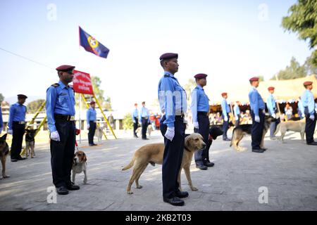 La marche de l'officier de police népalais passe avec leurs chiens pendant le Kukur Tihar ou le festival des chiens comme la procession des célébrations de Tihar à Maharajgunj, Katmandou, Népal mardi, 06 novembre 2018. Tihar est un festival hindou célébré au Népal pendant 5 jours. Les gens népalais adorent chien, nourrissez de délicieux aliments le deuxième jour de tihar. Le chien est une garde digne de confiance de l'être humain. Tihar marque comme le festival des lumières, comme les gens décorent leur résident en utilisant diverses guirlandes de fleurs, des lampes à huile et des ampoules colorées. (Photo de Narayan Maharajan/NurPhoto) Banque D'Images