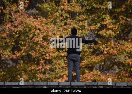 Les gens marchent sous les arbres chinar qui ont changé de couleur dans le jardin de Nishat Mughal pendant la saison d'automne sur 6 novembre 2018 à Srinagar, la capitale d'été du Cachemire administré par l'Inde. Les couleurs de l'automne atteignent leur apogée à mesure que les jours se raccourcissent, annonçant l'approche de l'hiver au Cachemire. Connu localement sous le nom de 'Chinar', une variété indigène d'érable qui est également connu sous le nom de l'avion oriental est un arbre à feuilles caduques qui peut être trouvé dans de nombreux jardins populaires de Mughal tels que ceux à la Nishat, Shalimar, Harwan et Naseem Bagh. (Photo de Kabli Yawar/NurPhoto) Banque D'Images