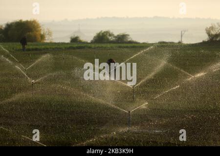 Un agriculteur palestinien travaille dans une ferme à Beit Lahia, dans le nord de la bande de Gaza, le 27 novembre 2018. (Photo de Majdi Fathi/NurPhoto) Banque D'Images