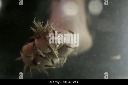 Un homme prend ses pieds en char rempli de poisson dans un bar et café de la ville de Gaza, en Palestine, sur 3 janvier 2019. Le chauffeur de café de Gaza a déclaré que son entreprise était en plein essor après le lancement du service de pédicure pour poissons dans la bande de Gaza assiégée. Une session de 30 minutes coûte environ $8 -- une somme énorme dans l'enclave côtière appauvrie. Mais des dizaines de personnes sont prêtes à payer le prix d'une fuite temporaire des conditions de vie difficiles à Gaza. (Photo de Majdi Fathi/NurPhoto) Banque D'Images