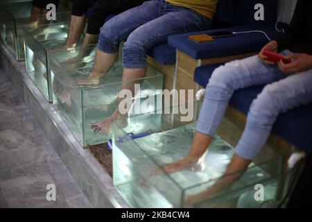 Les Palestiniens trempent leurs pieds dans un réservoir rempli de poissons dans un café de la ville de Gaza, en Palestine, sur 3 janvier 2019. Le chauffeur de café de Gaza a déclaré que son entreprise était en plein essor après le lancement du service de pédicure pour poissons dans la bande de Gaza assiégée. Une session de 30 minutes coûte environ $8 -- une somme énorme dans l'enclave côtière appauvrie. Mais des dizaines de personnes sont prêtes à payer le prix d'une fuite temporaire des conditions de vie difficiles à Gaza. (Photo de Majdi Fathi/NurPhoto) Banque D'Images