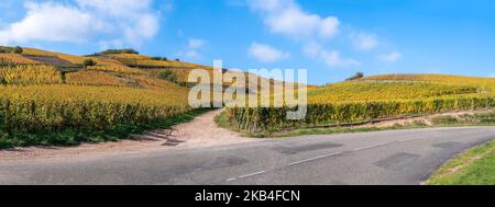 Vignobles aux couleurs de l'automne sur la colline de Turckheim - route des vins d'Alsace, France. Banque D'Images