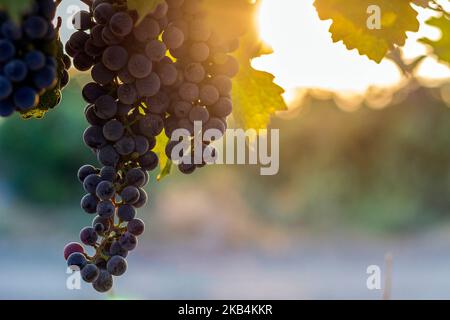 Les raisins au soleil bleu Banque D'Images