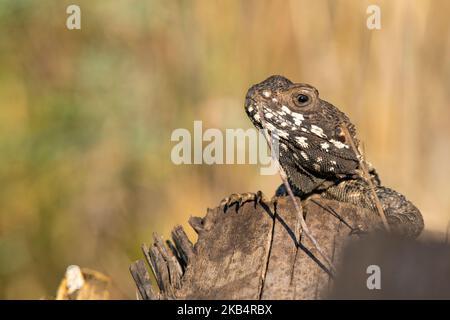 Stellagama stellio est assis sur un tronc en bois. C'est un genre monotypique de lézard agamid contenant l'espèce unique Stellagama stellio Banque D'Images