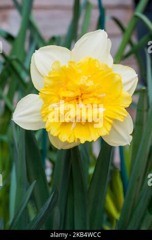 Gros plan de Narcisse Full House au printemps une double daffodil jaune et blanc division 4 qui est une vivace à froid décidue Banque D'Images