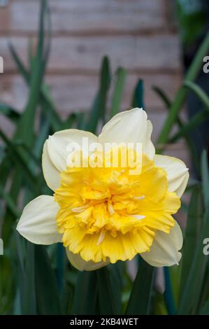 Gros plan de Narcisse Full House au printemps une double daffodil jaune et blanc division 4 qui est une vivace à froid décidue Banque D'Images