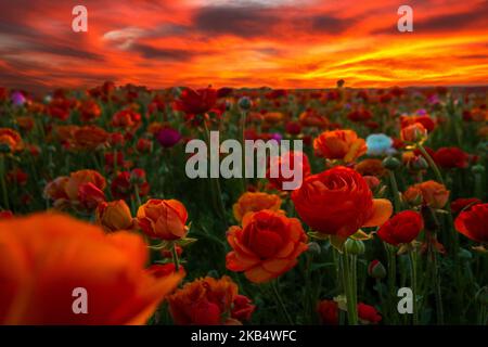 fleurs en forme de buttercup orange et rouge dans un champ, avec un magnifique coucher de soleil sourd Banque D'Images