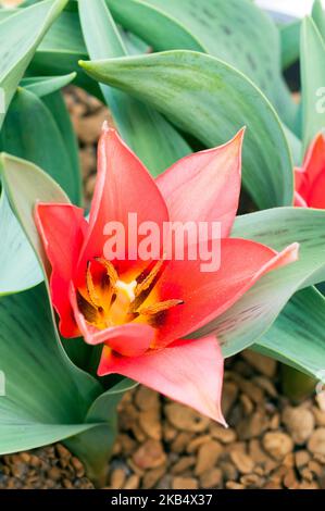 Gros plan de tulipa Shakespeare. Un seul bol en forme de printemps fleur rouge carmin tulipe appartenant au groupe Kaufmanniana de la division 12 tulipes Banque D'Images