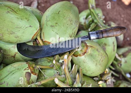 La faucille et les noix de coco sont considérées comme une femme tamoule qui coupe des noix de coco pour servir l'eau de coco aux fidèles catholiques du Tamil le long de la route à Thanjavur (Tanjore), Tamil Nadu, Inde sur 27 août 2017. Les pèlerins sont sur la route de l'église Anna Valankannai (Basilique de notre-Dame de la bonne santé) dans la ville de Velankanni pour célébrer la fête annuelle de 11 jours de notre-Dame de la Santé, populairement appelé 'Annai Velankanni Matha' et la 'Lourdes de l'est'. Les pèlerins marchent pendant 17 jours voyageant plus de 20km pour atteindre l'église pour le festival annuel. (Photo de Creative Touch Imaging Ltd./NurPhoto) Banque D'Images