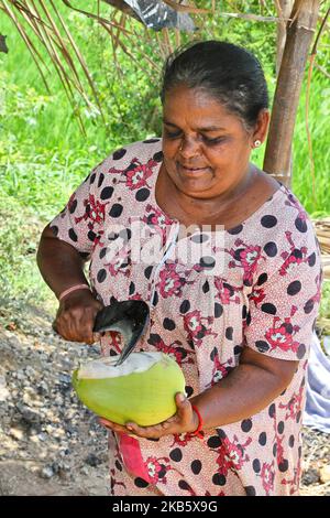 Une femme tamoule coupe des noix de coco pour servir l'eau de coco aux fidèles catholiques du Tamil le long du bord de la route à Thanjavur (Tanjore), Tamil Nadu, Inde sur 27 août 2017. Les pèlerins sont sur la route de l'église Anna Valankannai (Basilique de notre-Dame de la bonne santé) dans la ville de Velankanni pour célébrer la fête annuelle de 11 jours de notre-Dame de la Santé, populairement appelé 'Annai Velankanni Matha' et la 'Lourdes de l'est'. Les pèlerins marchent pendant 17 jours voyageant plus de 20km pour atteindre l'église pour le festival annuel. (Photo de Creative Touch Imaging Ltd./NurPhoto) Banque D'Images