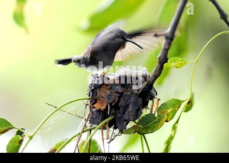 Un colibri survole son nid fabriqué sur une branche d'arbre à 17 septembre 2019 à Cancun, Mexique (photo d'Eyepix/NurPhoto) Banque D'Images