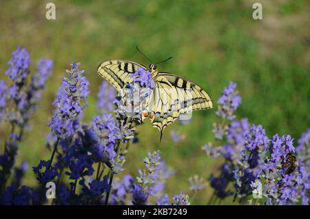 Magnifique Papilio macao recueille le nectar sur les fleurs de lavande. Ce papillon est actuellement protégé par la loi dans certains pays européens. Banque D'Images