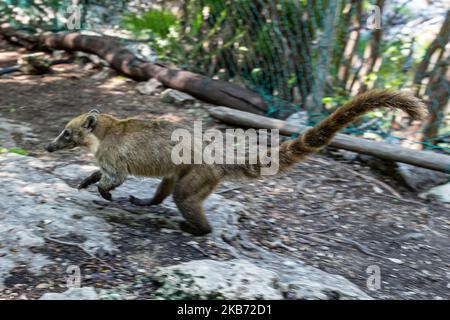 Un Coati est vu manger dans une région près de la forêt sur 27 septembre 2019 à Cancun, Mexique. Son habitat s'étend du nord du Mexique à l'Amérique du Sud; ils vivent dans la jungle et dans des endroits où il y a beaucoup d'humidité, ces mammifères sont autour des ordures et des déchets que les gens jettent dans les zones naturelles. Les coatis sont omnivores et se nourrissent généralement de fruits, de charognes, d'insectes et d'œufs, en raison des conditions générées par l'homme envahissant leurs espaces, ces animaux ont dû se trouver dans le besoin de voyager dans les rues et de sniff à travers les ordures pour trouver de la nourriture (photo d'Eyepix/NurPhoto) Banque D'Images