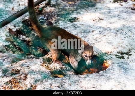 Un Coati est vu manger dans une région près de la forêt sur 27 septembre 2019 à Cancun, Mexique. Son habitat s'étend du nord du Mexique à l'Amérique du Sud; ils vivent dans la jungle et dans des endroits où il y a beaucoup d'humidité, ces mammifères sont autour des ordures et des déchets que les gens jettent dans les zones naturelles. Les coatis sont omnivores et se nourrissent généralement de fruits, de charognes, d'insectes et d'œufs, en raison des conditions générées par l'homme envahissant leurs espaces, ces animaux ont dû se trouver dans le besoin de voyager dans les rues et de sniff à travers les ordures pour trouver de la nourriture (photo d'Eyepix/NurPhoto) Banque D'Images