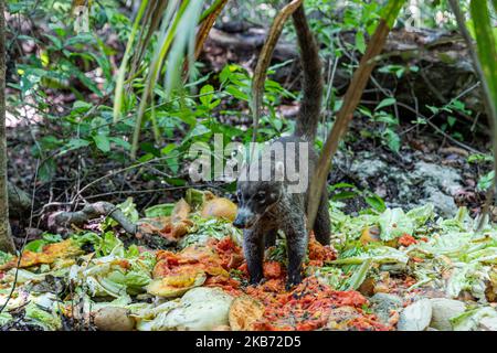 Un Coati est vu manger dans une région près de la forêt sur 27 septembre 2019 à Cancun, Mexique. Son habitat s'étend du nord du Mexique à l'Amérique du Sud; ils vivent dans la jungle et dans des endroits où il y a beaucoup d'humidité, ces mammifères sont autour des ordures et des déchets que les gens jettent dans les zones naturelles. Les coatis sont omnivores et se nourrissent généralement de fruits, de charognes, d'insectes et d'œufs, en raison des conditions générées par l'homme envahissant leurs espaces, ces animaux ont dû se trouver dans le besoin de voyager dans les rues et de sniff à travers les ordures pour trouver de la nourriture (photo d'Eyepix/NurPhoto) Banque D'Images