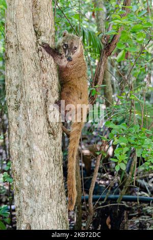 Un Coati est vu manger dans une région près de la forêt sur 27 septembre 2019 à Cancun, Mexique. Son habitat s'étend du nord du Mexique à l'Amérique du Sud; ils vivent dans la jungle et dans des endroits où il y a beaucoup d'humidité, ces mammifères sont autour des ordures et des déchets que les gens jettent dans les zones naturelles. Les coatis sont omnivores et se nourrissent généralement de fruits, de charognes, d'insectes et d'œufs, en raison des conditions générées par l'homme envahissant leurs espaces, ces animaux ont dû se trouver dans le besoin de voyager dans les rues et de sniff à travers les ordures pour trouver de la nourriture (photo d'Eyepix/NurPhoto) Banque D'Images