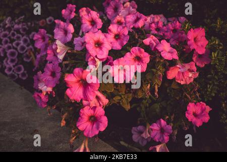 fleurs rouges et roses de la gloire du matin avec des couleurs mates pour les arrière-plans Banque D'Images