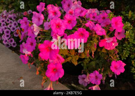fleurs rouges et roses de la gloire du matin avec des couleurs mates pour les arrière-plans Banque D'Images