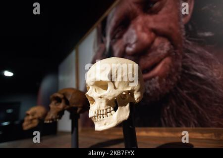 Un crâne humain est exposé avec une image d'un homme Néandertal. Le Musée d'Histoire naturelle de Toulouse, en coopération avec le Musée d'Histoire naturelle de Londres, présente une exposition intitulée "extinction: Fin du monde ?" sur l'extinction 6th due aux espèces humaines et à ses activités (agriculture, pâturage, construction, utilisation des biocides, etc.). Le Musée expose des espèces éteintes ou au bord de l'extinction. Il sera ouvert au public sur 9 octobre 2019. Toulouse. France. 3 octobre 2019. (Photo d'Alain Pitton/NurPhoto) Banque D'Images
