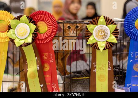 Un chat Abyssinien participe au salon Ekspo Kucing Cat au centre d'exposition et de congrès MATRADE sur 06 octobre 2019, à Kuala Lumpur, en Malaisie (photo de Chris Jung/NurPhoto) Banque D'Images