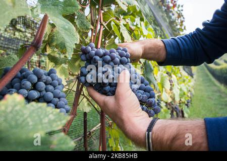 Une vendeuse cueille les raisins Nebbiolo, qui sont utilisés pour faire du vin Barolo, lors de la récolte dans la campagne de Langhe à Serralunga d'Alba, dans le nord-ouest de l'Italie, le 12 octobre 2019. Barolo est un vin rouge produit dans la région du Piémont en Italie. Les vins sont fabriqués à partir de Nebbiolo, un petit cépage rouge à la peau mince généralement riche en acide et en tanins. Le Barolo est fait exclusivement avec des raisins Nebiolo poussent dans 11 communes du Langhe qui composent la région viticole de Barolo. Les vins du Barolo DOCG doivent être 100% Nebbiolo et âgés d'au moins 38 mois, 18 de ceux en fûts de bois. (Photo Banque D'Images