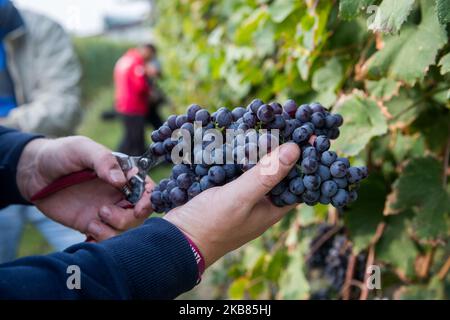 Une vendeuse cueille les raisins Nebbiolo, qui sont utilisés pour faire du vin Barolo, lors de la récolte dans la campagne de Langhe à Serralunga d'Alba, dans le nord-ouest de l'Italie, le 12 octobre 2019. Barolo est un vin rouge produit dans la région du Piémont en Italie. Les vins sont fabriqués à partir de Nebbiolo, un petit cépage rouge à la peau mince généralement riche en acide et en tanins. Le Barolo est fait exclusivement avec des raisins Nebiolo poussent dans 11 communes du Langhe qui composent la région viticole de Barolo. Les vins du Barolo DOCG doivent être 100% Nebbiolo et âgés d'au moins 38 mois, 18 de ceux en fûts de bois. (Photo Banque D'Images