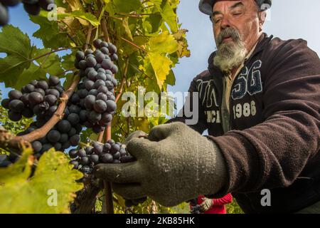 Une vendeuse cueille les raisins Nebbiolo, qui sont utilisés pour faire du vin Barolo, lors de la récolte dans la campagne de Langhe à Serralunga d'Alba, dans le nord-ouest de l'Italie, le 12 octobre 2019. Barolo est un vin rouge produit dans la région du Piémont en Italie. Les vins sont fabriqués à partir de Nebbiolo, un petit cépage rouge à la peau mince généralement riche en acide et en tanins. Le Barolo est fait exclusivement avec des raisins Nebiolo poussent dans 11 communes du Langhe qui composent la région viticole de Barolo. Les vins du Barolo DOCG doivent être 100% Nebbiolo et âgés d'au moins 38 mois, 18 de ceux en fûts de bois. (Photo Banque D'Images