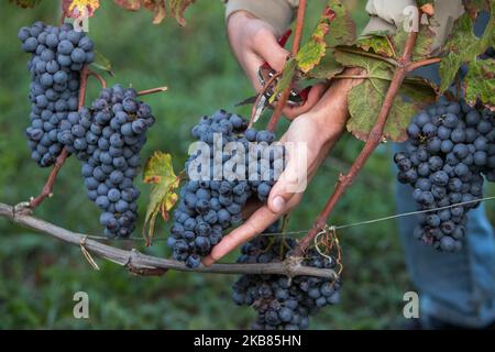 Une vendeuse cueille les raisins Nebbiolo, qui sont utilisés pour faire du vin Barolo, lors de la récolte dans la campagne de Langhe à Serralunga d'Alba, dans le nord-ouest de l'Italie, le 12 octobre 2019. Barolo est un vin rouge produit dans la région du Piémont en Italie. Les vins sont fabriqués à partir de Nebbiolo, un petit cépage rouge à la peau mince généralement riche en acide et en tanins. Le Barolo est fait exclusivement avec des raisins Nebiolo poussent dans 11 communes du Langhe qui composent la région viticole de Barolo. Les vins du Barolo DOCG doivent être 100% Nebbiolo et âgés d'au moins 38 mois, 18 de ceux en fûts de bois. (Photo Banque D'Images