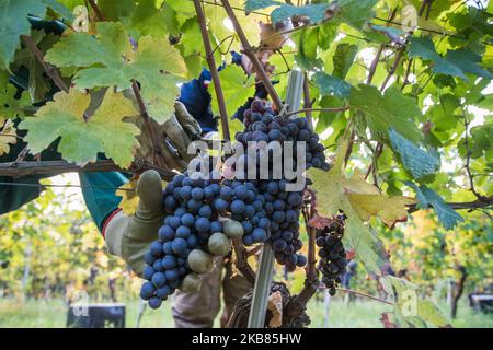 Une vendeuse cueille les raisins Nebbiolo, qui sont utilisés pour faire du vin Barolo, lors de la récolte dans la campagne de Langhe à Serralunga d'Alba, dans le nord-ouest de l'Italie, le 12 octobre 2019. Barolo est un vin rouge produit dans la région du Piémont en Italie. Les vins sont fabriqués à partir de Nebbiolo, un petit cépage rouge à la peau mince généralement riche en acide et en tanins. Le Barolo est fait exclusivement avec des raisins Nebiolo poussent dans 11 communes du Langhe qui composent la région viticole de Barolo. Les vins du Barolo DOCG doivent être 100% Nebbiolo et âgés d'au moins 38 mois, 18 de ceux en fûts de bois. (Photo Banque D'Images
