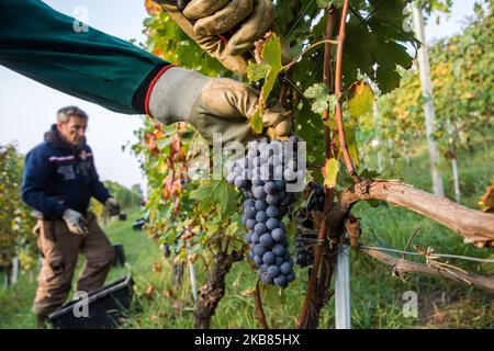 Une vendeuse cueille les raisins Nebbiolo, qui sont utilisés pour faire du vin Barolo, lors de la récolte dans la campagne de Langhe à Serralunga d'Alba, dans le nord-ouest de l'Italie, le 12 octobre 2019. Barolo est un vin rouge produit dans la région du Piémont en Italie. Les vins sont fabriqués à partir de Nebbiolo, un petit cépage rouge à la peau mince généralement riche en acide et en tanins. Le Barolo est fait exclusivement avec des raisins Nebiolo poussent dans 11 communes du Langhe qui composent la région viticole de Barolo. Les vins du Barolo DOCG doivent être 100% Nebbiolo et âgés d'au moins 38 mois, 18 de ceux en fûts de bois. (Photo Banque D'Images